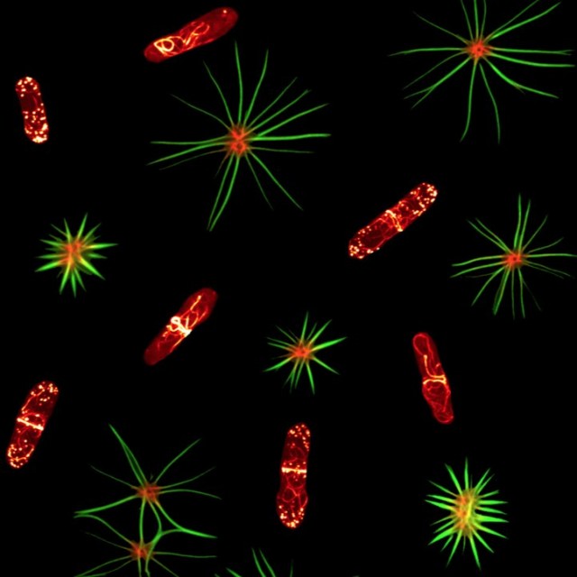 Fission Yeast Cells