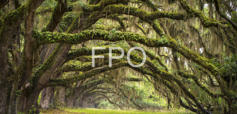 FPO 8
